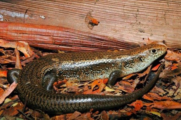 Как животные научились бороться со смертоносным змеиным ядом